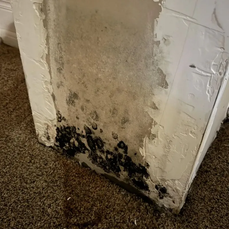 Professional Mold Removal in Hacienda Heights, CA